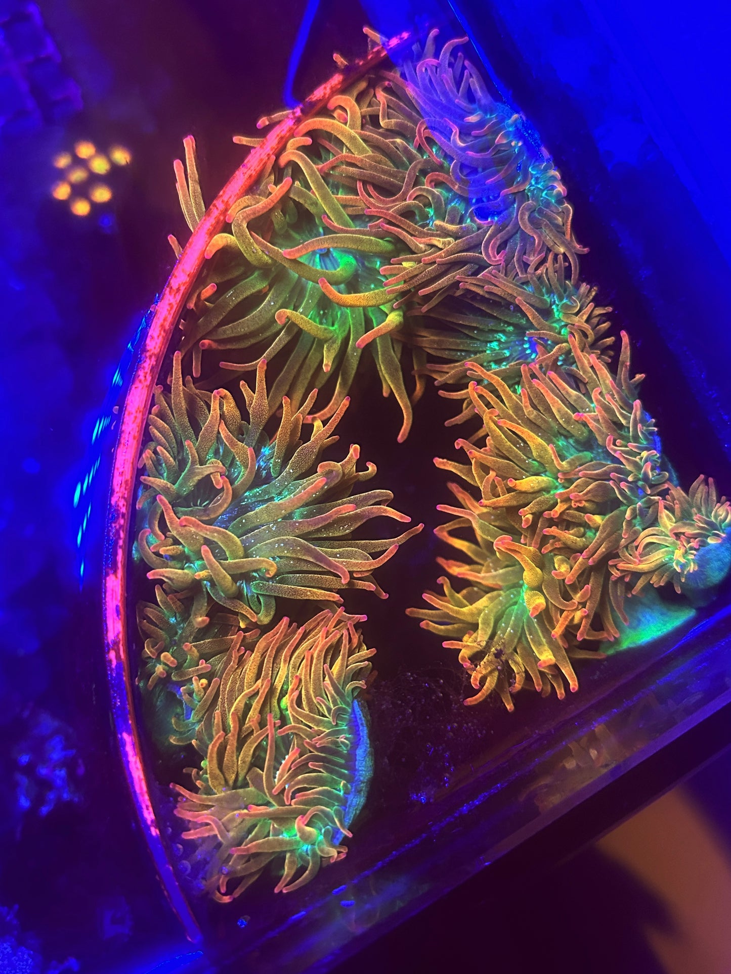 Rainbow bubble tip anemone 2-3in