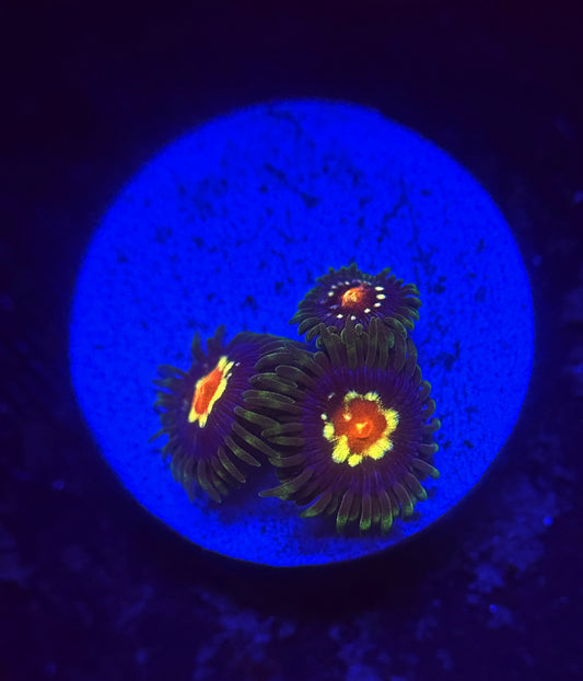 Daisy cutter zoa frag