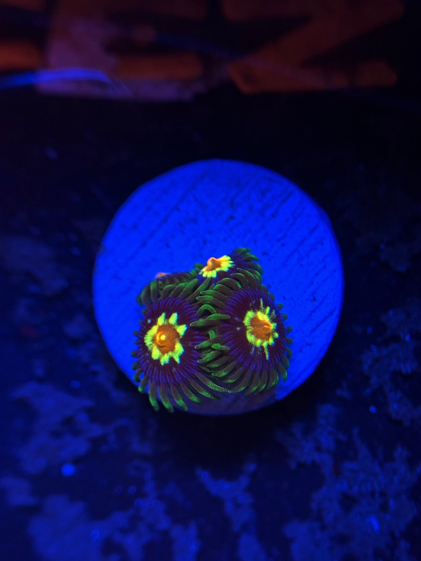 Daisy cutter zoa frag