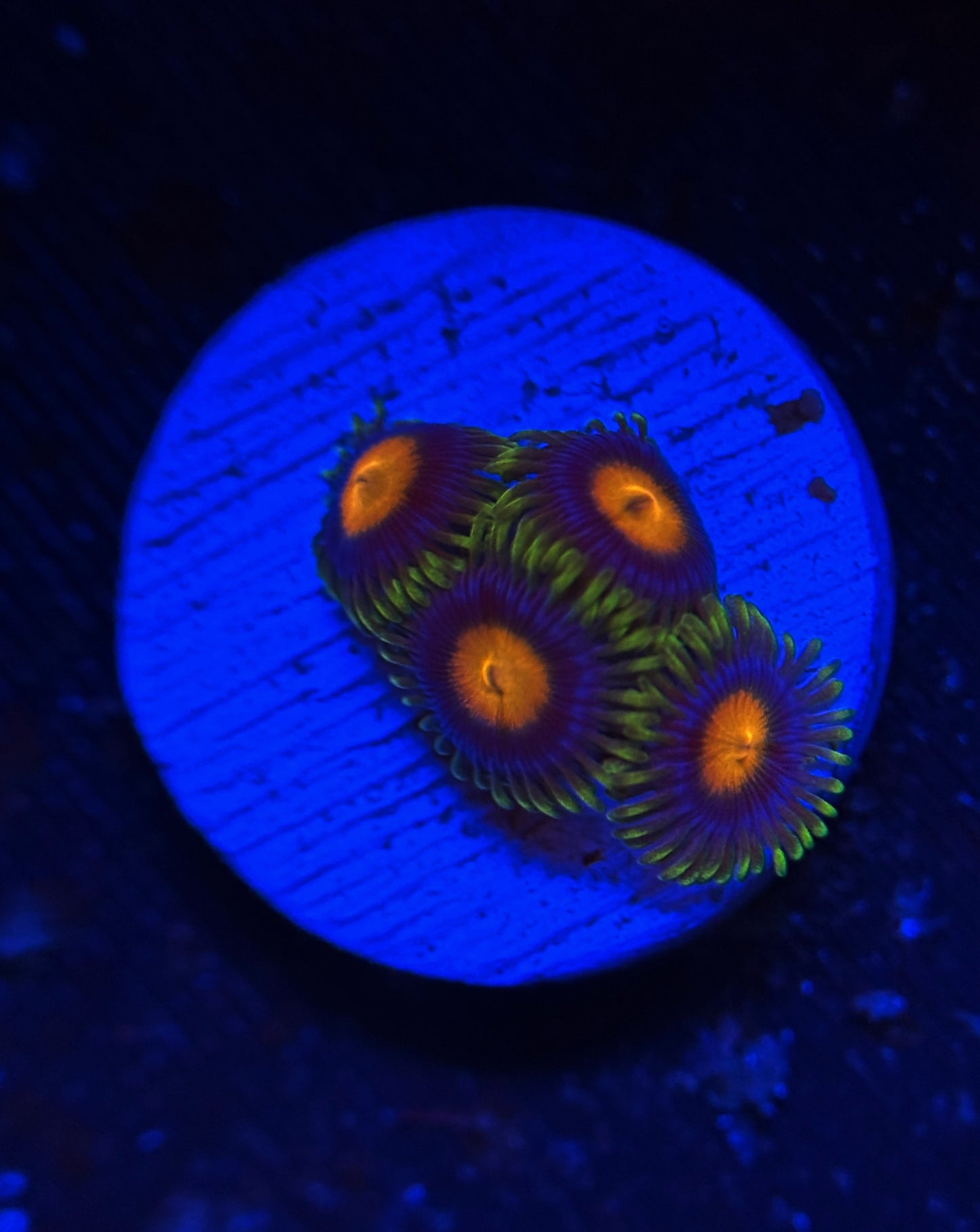 Blowpop zoa frag