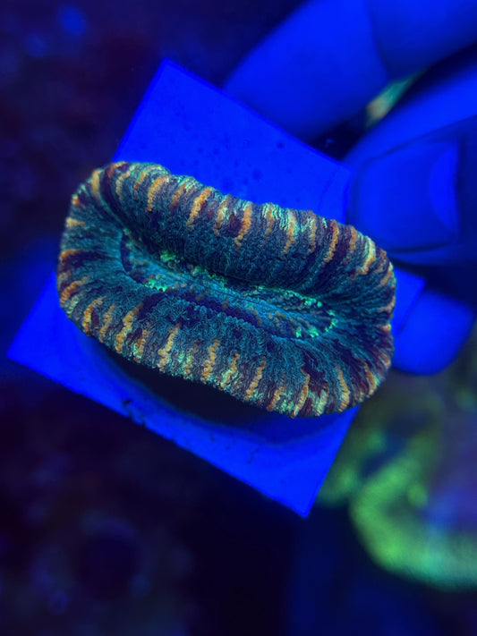 Rainbow Trachy frag