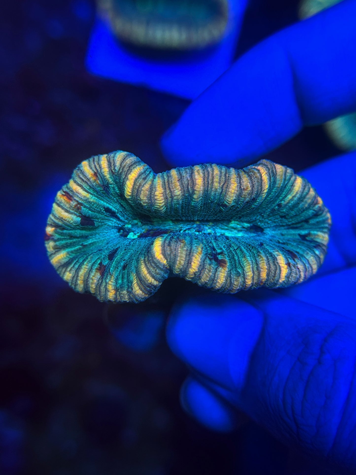 Rainbow Trachy frag