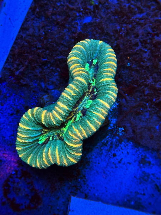 Splatter Trachy frag